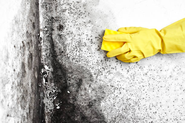 Best Dehumidification Services  in Wona Lake, IN