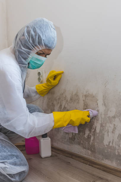 Reliable Winona Lake, IN Mold Removal Solutions
